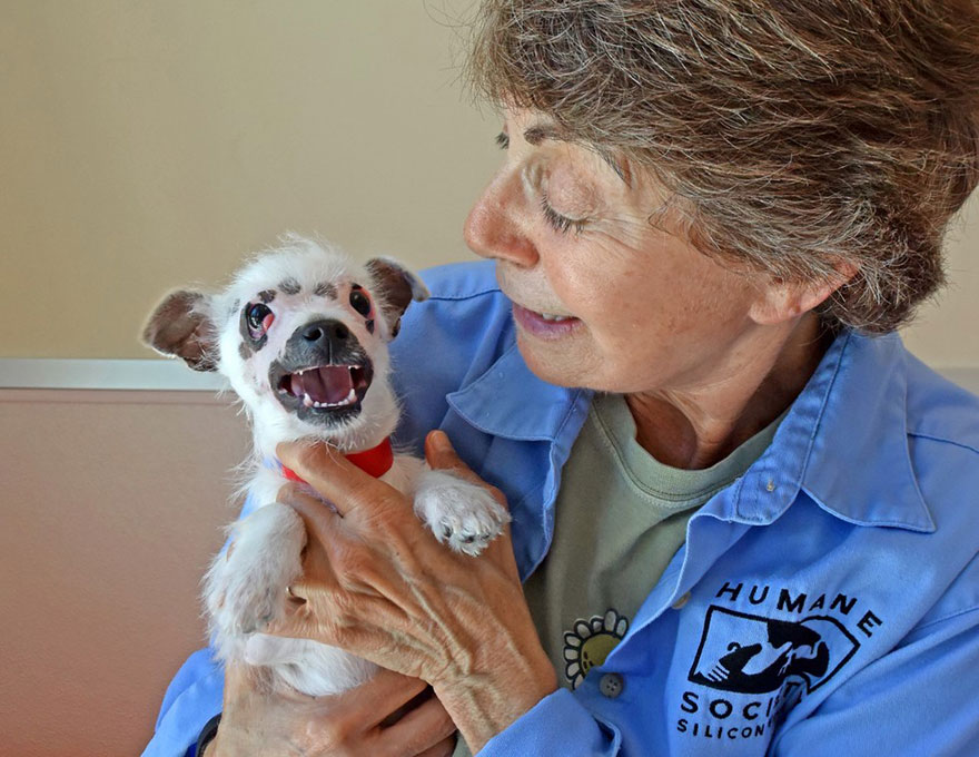 Este perro de "aspecto inusual" por sus cicatrices en la cara finalmente fue adoptado