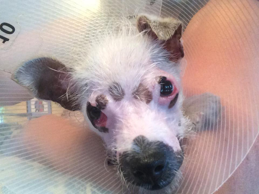 Este perro de "aspecto inusual" por sus cicatrices en la cara finalmente fue adoptado