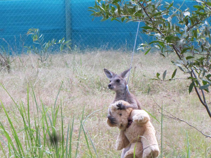 Esta cría de canguro huérfana solo quiere abrazar a su oso de peluche