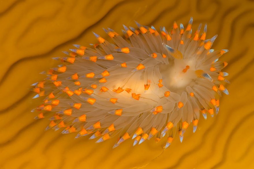 20 Babosas marinas que muestran a los alienígenas que viven en la Tierra