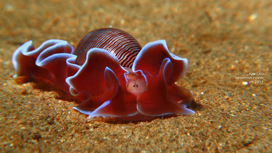 20 Babosas marinas que muestran a los alienígenas que viven en la Tierra