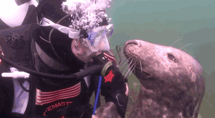 Esta foca le pidió a un buceador que le rascara la barriga igual que un perro