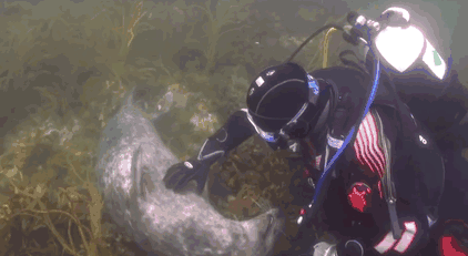 Esta foca le pidió a un buceador que le rascara la barriga igual que un perro