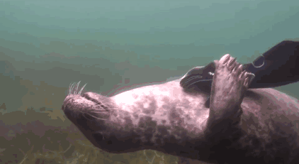 foca-rascar-barriga-buceador-gary-grayson (5)