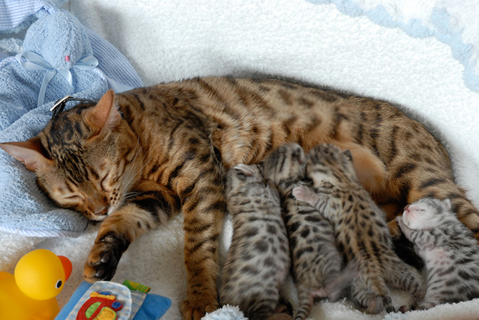 20 Gatos con sus adorables miniyos