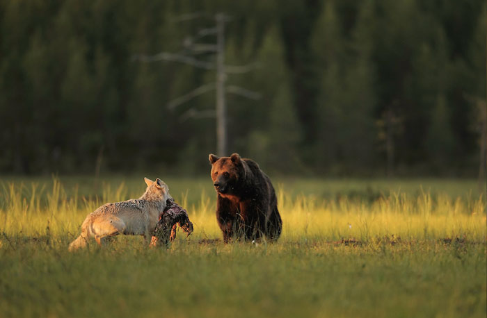 La inusual amistad entre un lobo y un oso documentada por un fotógrafo finés