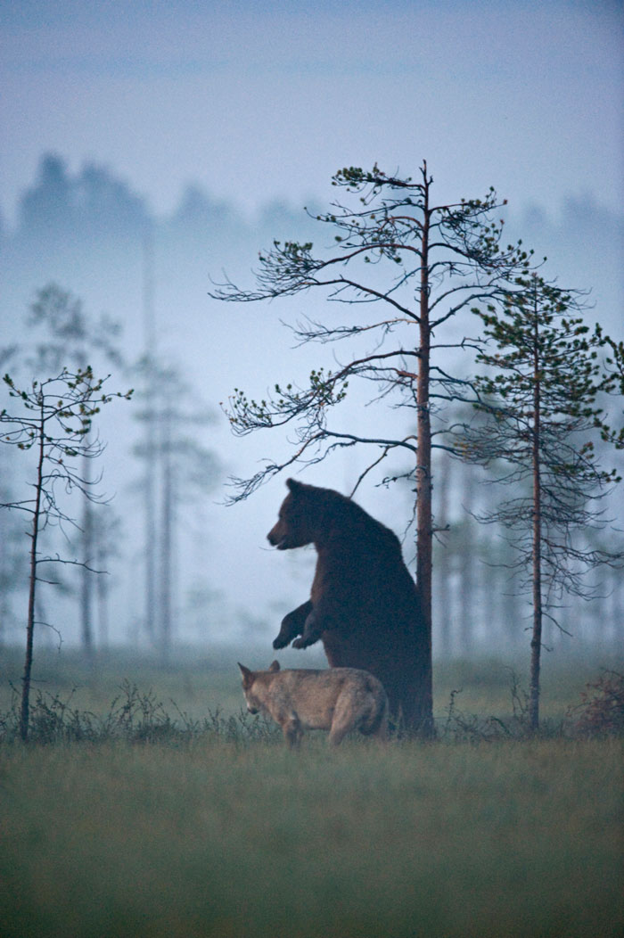 La inusual amistad entre un lobo y un oso documentada por un fotógrafo finés