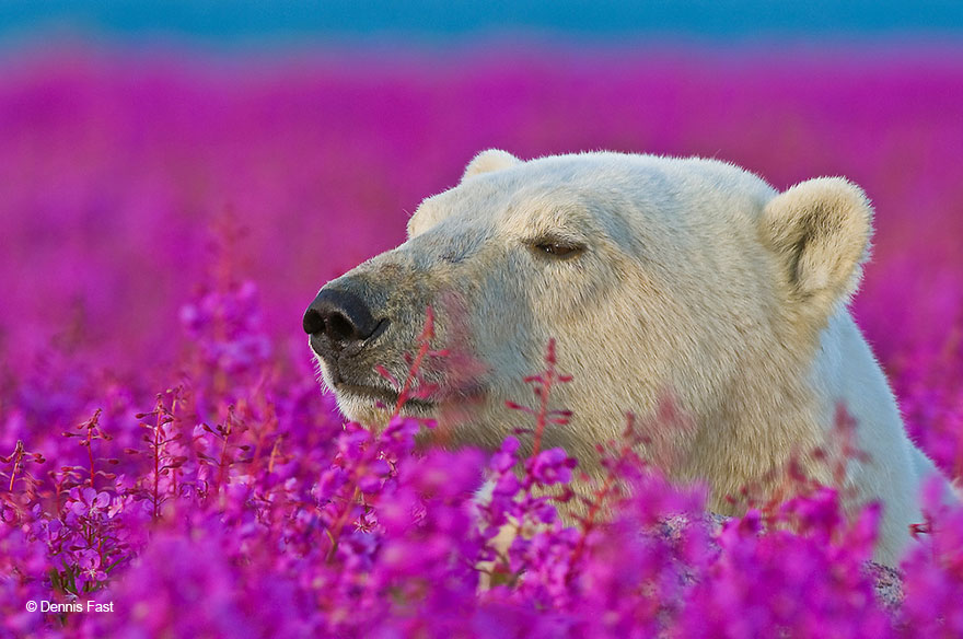 Este fotógrafo canadiense captó a unos osos polares jugando en un campo de flores