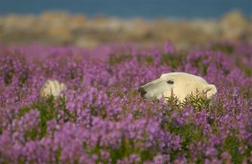 Este fotógrafo canadiense captó a unos osos polares jugando en un campo de flores