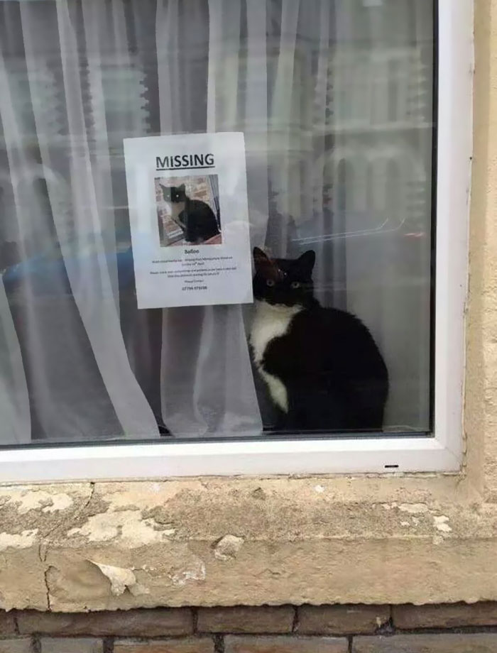 Este gato perdido apareció cerca de su propio cartel de "gato perdido"