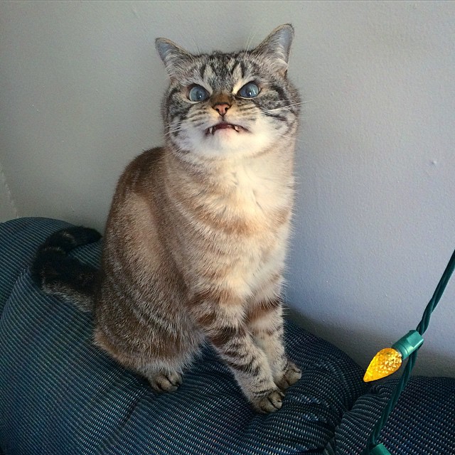 Loki, el gato vampiro adoptado con la mirada más malvada que hayas visto