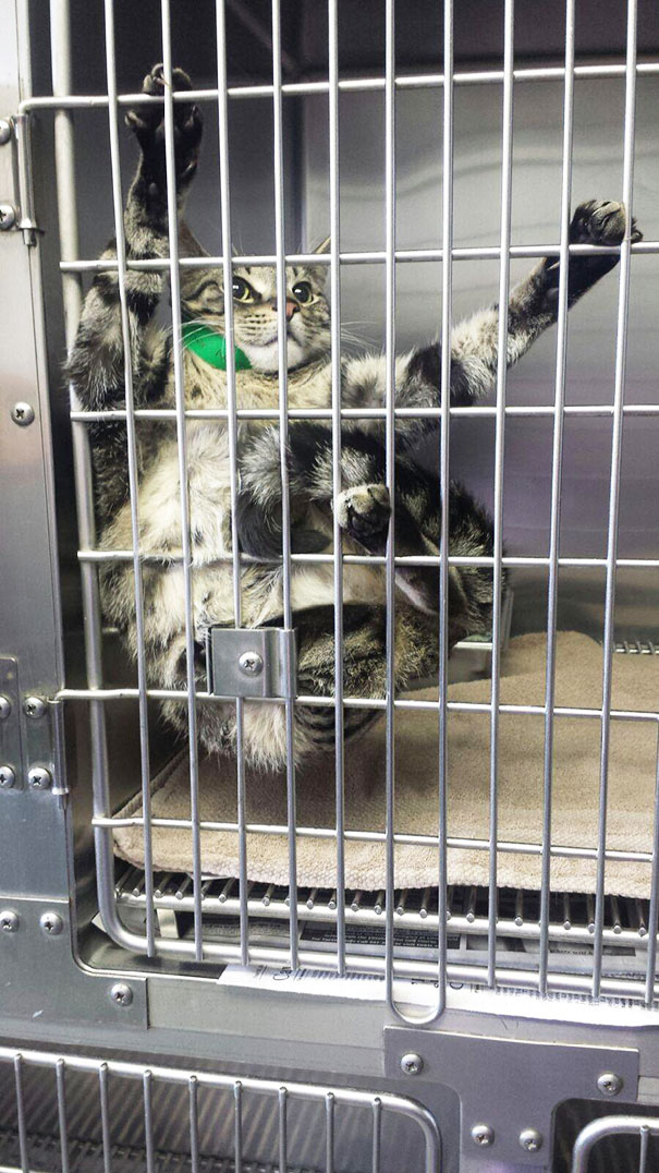 15 Gatos que se acaban de dar cuenta de que les has llevado al veterinario