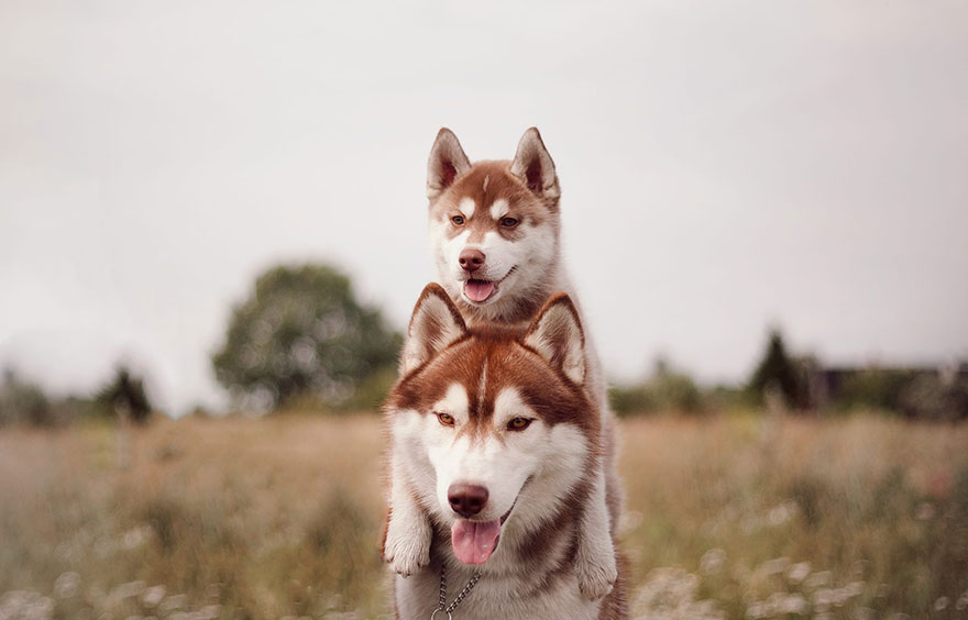 instagram-perros-husky-siberiano-erica-tcogoeva (5)