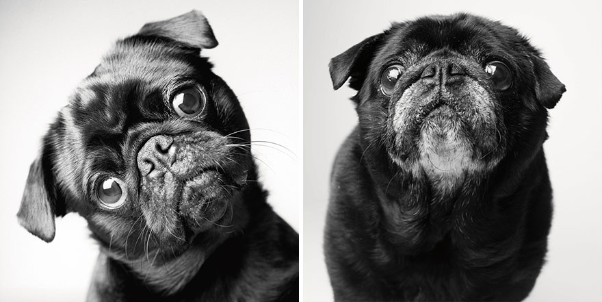 Estos tiernos retratos de perros muestran como crecen desde cachorros a la vejez