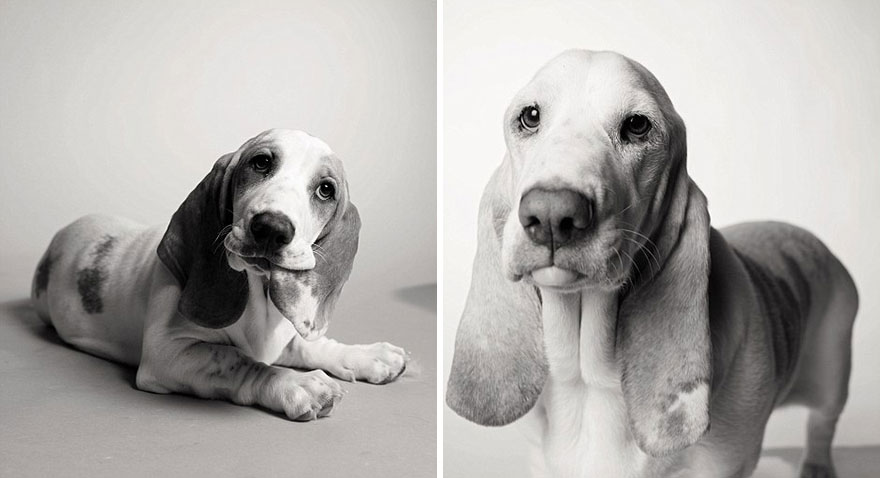 Estos tiernos retratos de perros muestran como crecen desde cachorros a la vejez