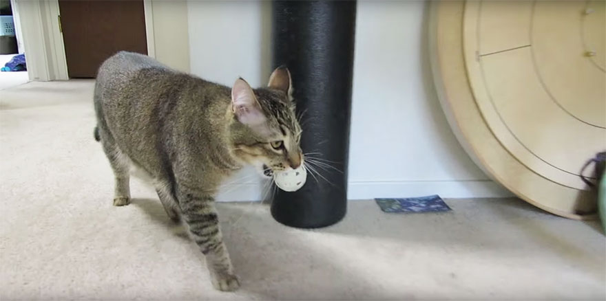 Este hombre construyó una máquina alimentadora para gatos que requiere que cacen para conseguir comida