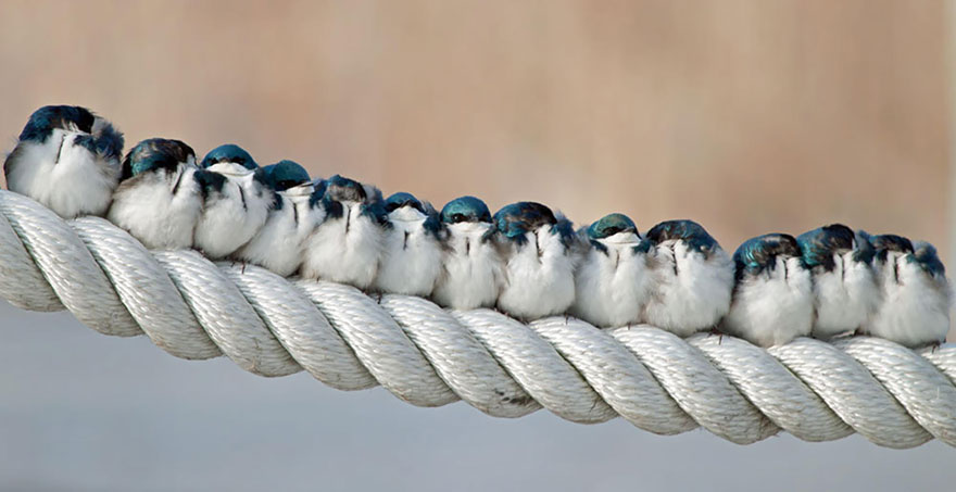 16 Fotos de pájaros acurrucados que a tí también te darán calor
