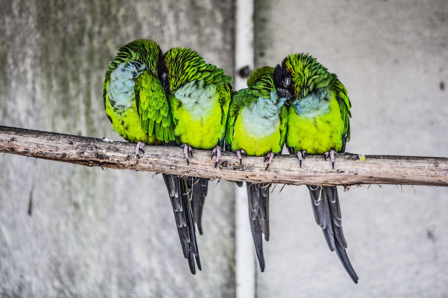 16 Fotos de pájaros acurrucados que a tí también te darán calor