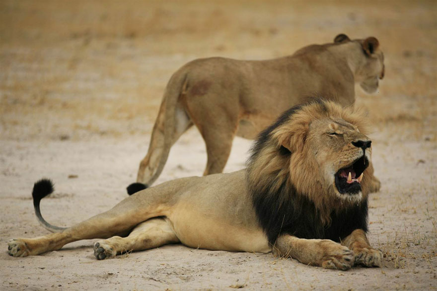 El león Cecil se convertirá en un peluche cuyos beneficios irán en su totalidad a conservar la vida salvaje