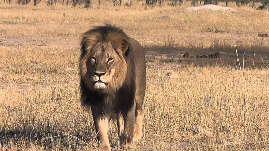 El león Cecil se convertirá en un peluche cuyos beneficios irán en su totalidad a conservar la vida salvaje