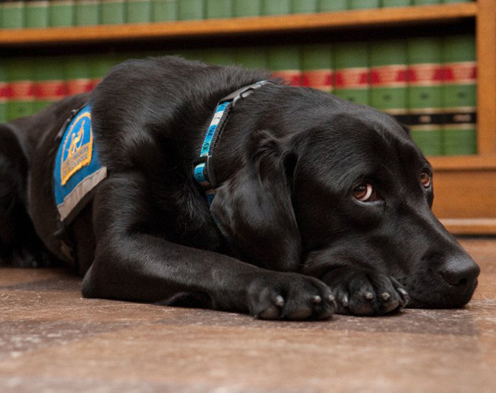 Da miedo testificar frente tu atacante en el juzgado, pero estos perros lo hacen más fácil