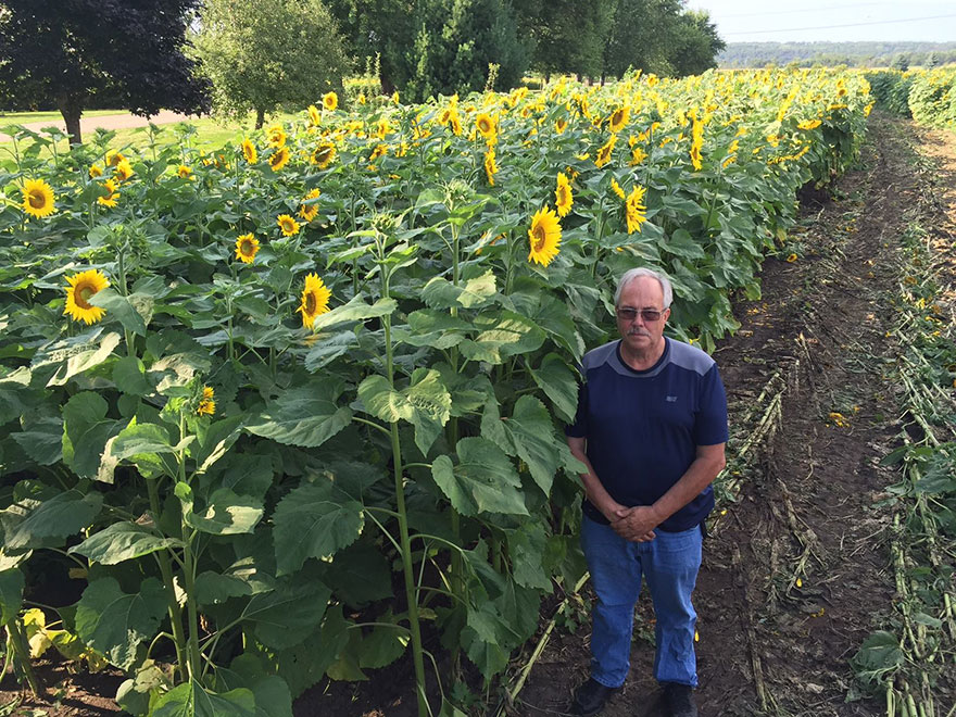 Este hombre plantó 400 acres de girasoles para recordar a su esposa fallecida por cáncer y vende las semillas para investigar la enfermedad 