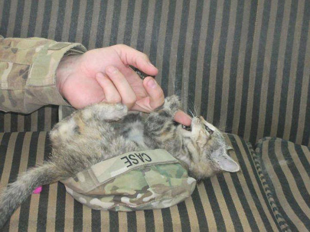 soldados-con-gatos (12)