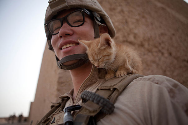 18 Soldados y gatos que se hicieron amigos en la guerra