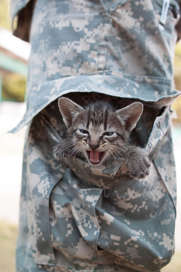 soldados-con-gatos (16)
