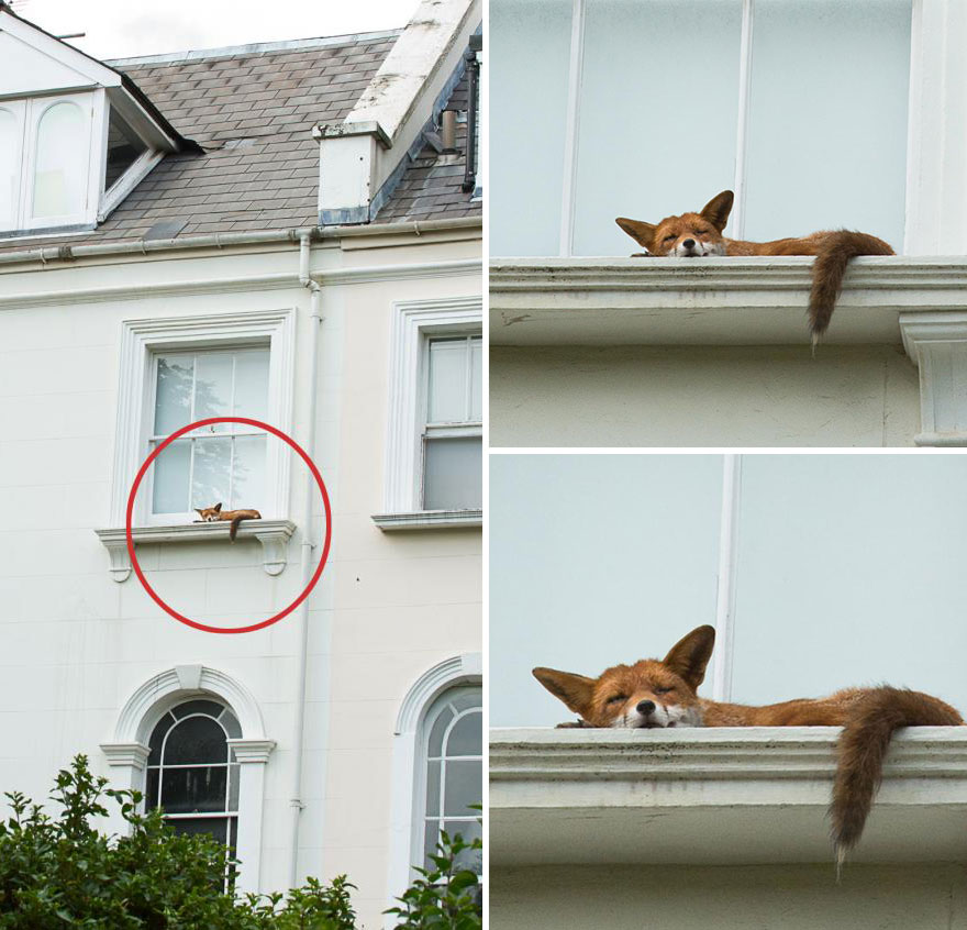 Encontrado un zorro durmiendo en la cornisa de un 2º piso en Londres