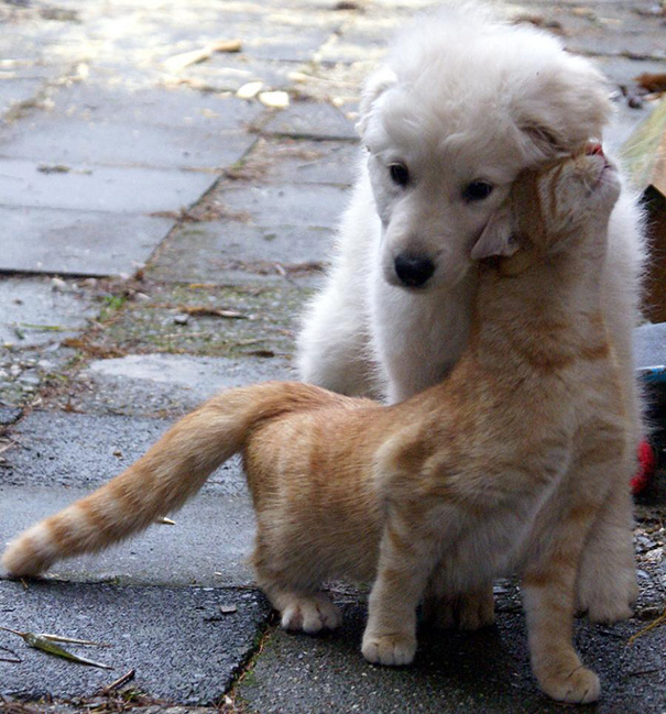 amistad-perros-gatos (4)