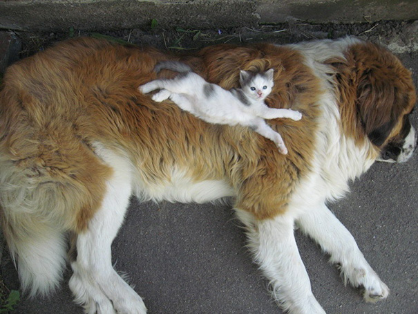amistad-perros-gatos (6)