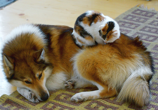 15 Fotos que demuestran que perros y gatos pueden ser los mejores amigos