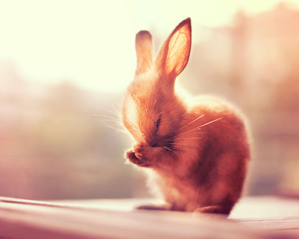 20 Conejos tremendamente adorables