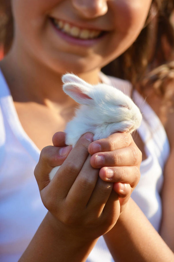 20 Conejos tremendamente adorables