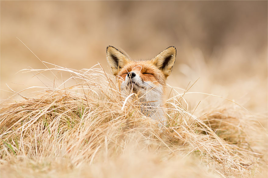 Zorros Zen: Esta fotógrafa documenta a zorros salvajes pasándolo bien