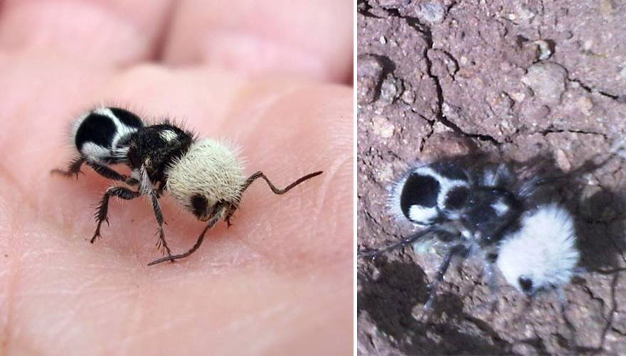 Esta encantadora hormiga - panda es en realidad una avispa "asesina de vacas"