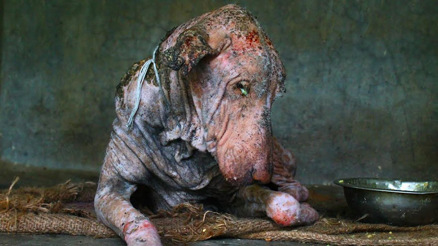 perro-enfermo-rescatado-animal-aid-unlimited (1)