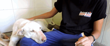 perro-enfermo-rescatado-animal-aid-unlimited (3)