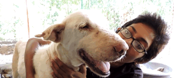 perro-enfermo-rescatado-animal-aid-unlimited (4)