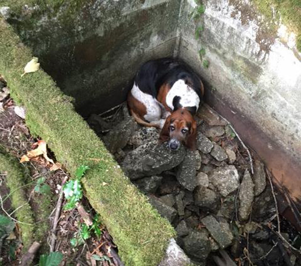 Un perro pasa UNA SEMANA vigilando a su compañera atrapada hasta que llegó ayuda