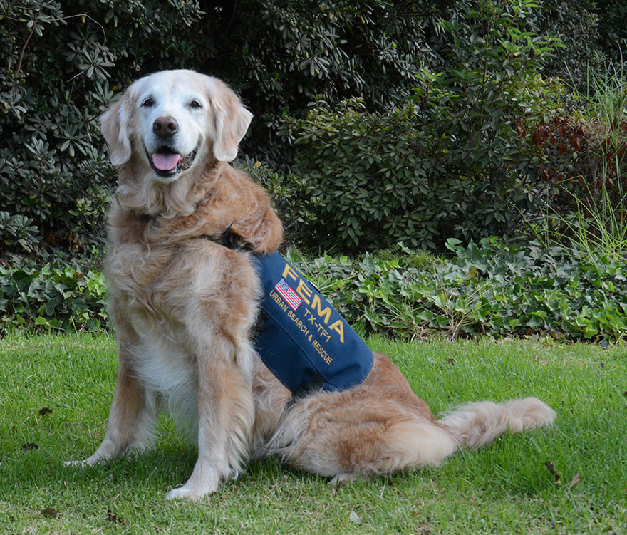 El último perro de rescate superviviente del 11-S ha sido homenajeado con una fiesta en su 16º cumpleaños