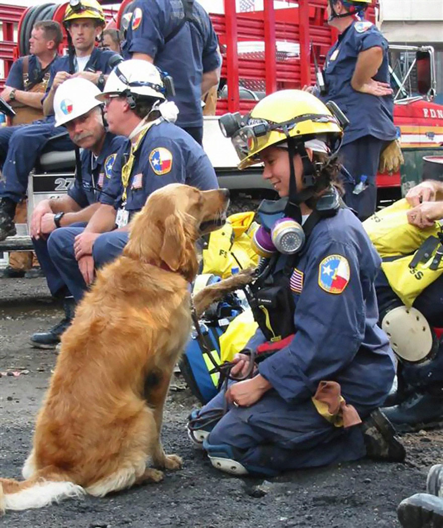 El último perro de rescate superviviente del 11-S ha sido homenajeado con una fiesta en su 16º cumpleaños