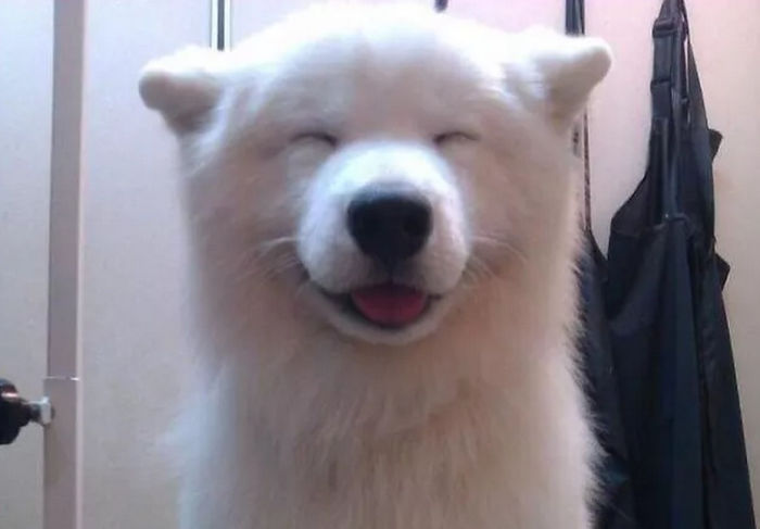 15 Perros felices mostrando su mejor sonrisa