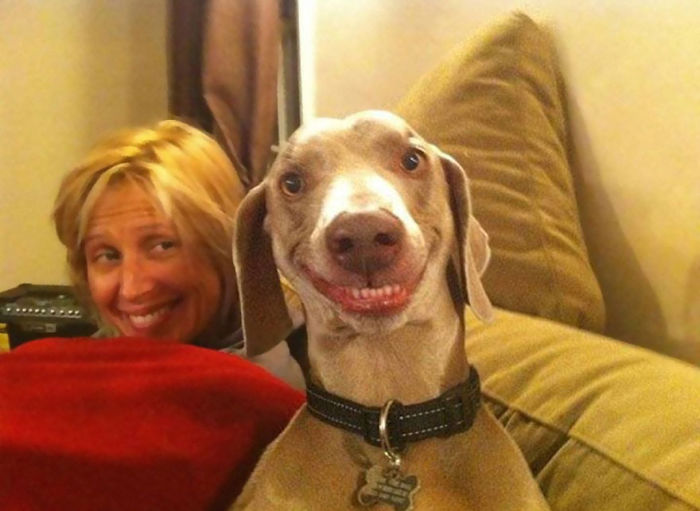 15 Perros felices mostrando su mejor sonrisa