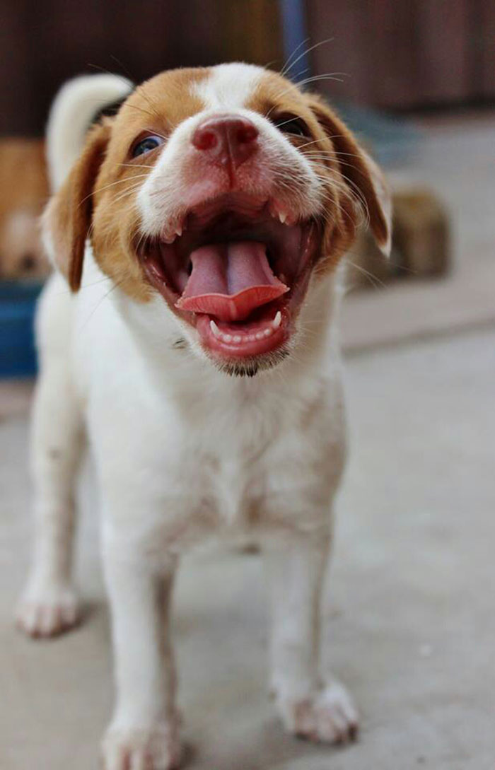 perros-sonrientes (7)