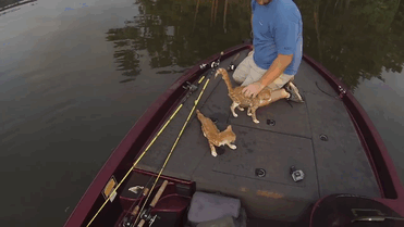 Estos 2 hombres fueron a pescar y acabaron recogiendo gatitos abandonados