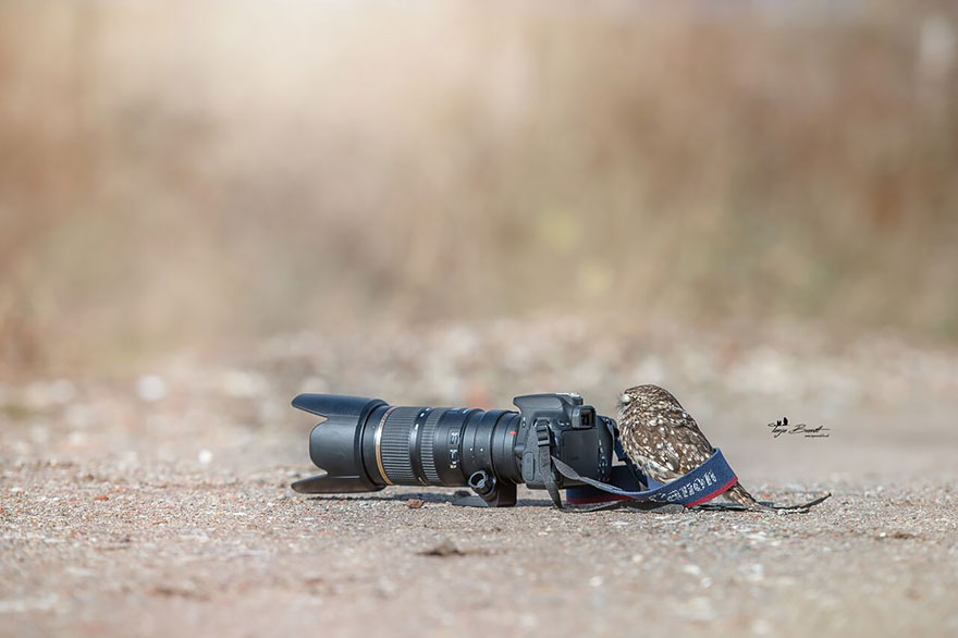 Esta encantadora cría de búho se ha vuelto viral, así que entrevistamos a su fotógrafa