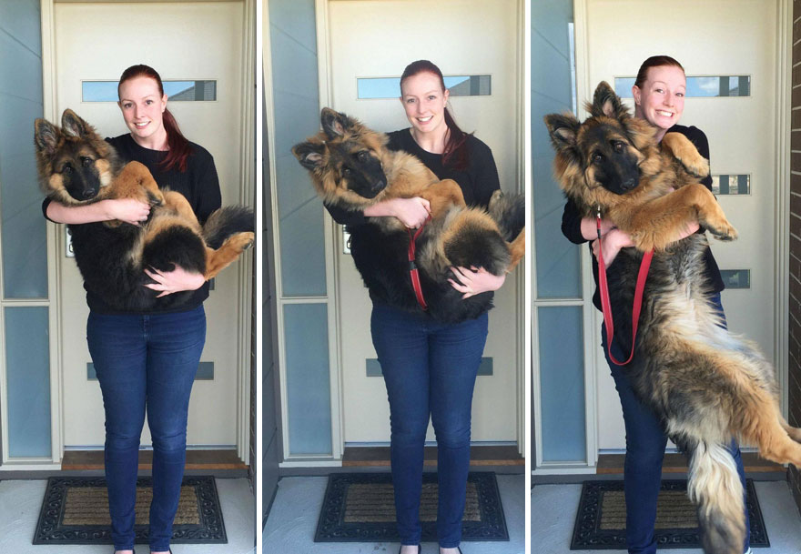 Esta pareja documenta lo rápido que ha crecido su perro en solo 8 meses