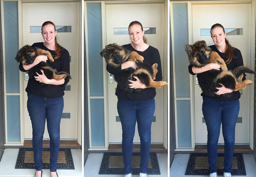 Esta pareja documenta lo rápido que ha crecido su perro en solo 8 meses